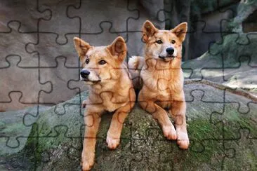 Dingo jigsaw puzzle