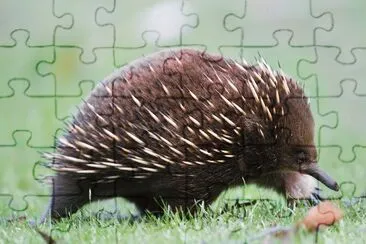 Echidna jigsaw puzzle