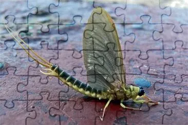 Effimera jigsaw puzzle