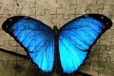 butterfly