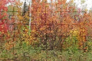 Fall colours - beautiful time of year jigsaw puzzle