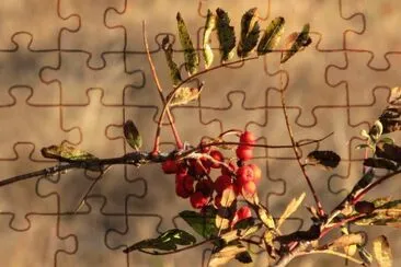 Frosty berries jigsaw puzzle