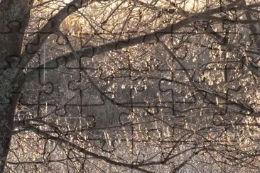 Ice on branches Christmas eve day