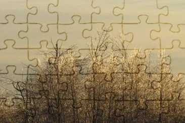 Icy trees at back of field Christmas eve day jigsaw puzzle