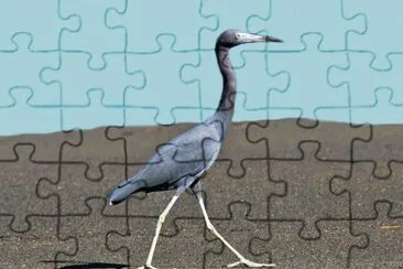 Airone azzurro minore jigsaw puzzle