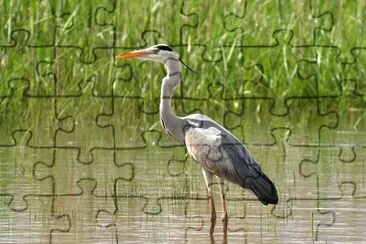 Airone cenerino jigsaw puzzle