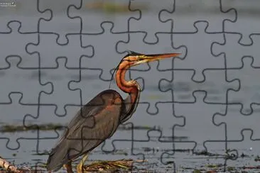 Airone rosso jigsaw puzzle