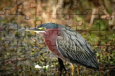 Airone striato jigsaw puzzle