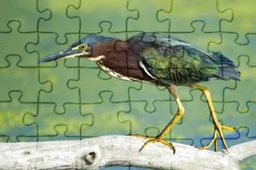 Airone verde jigsaw puzzle