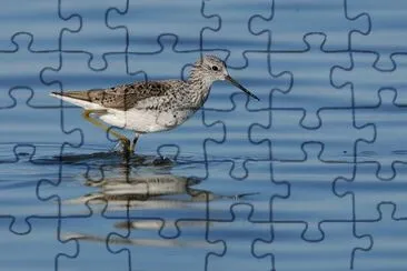 Albastrello jigsaw puzzle