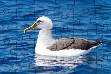 Albatro beccogiallo jigsaw puzzle