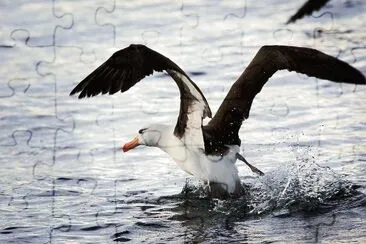 Albatro sopraccigli neri jigsaw puzzle