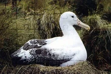 Albatro urlatore jigsaw puzzle