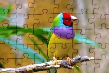 pajarito colorido jigsaw puzzle