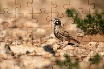 Allodola beccoforte jigsaw puzzle
