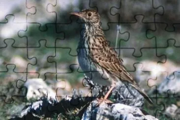 Allodola di Dupont jigsaw puzzle