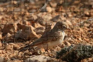Allodola del deserto minore jigsaw puzzle