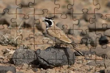 Allodola di Temminck jigsaw puzzle
