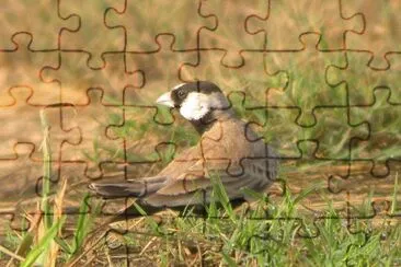 Allodola passero testanera jigsaw puzzle