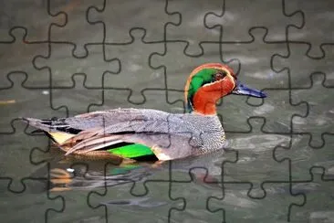 Alzavola asiatica jigsaw puzzle