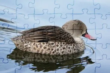 Alzavola del capo jigsaw puzzle