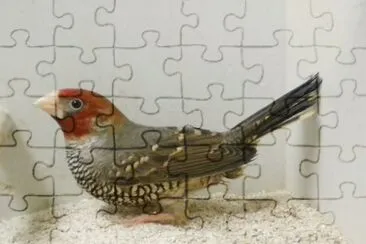 Amandina testa rossa jigsaw puzzle