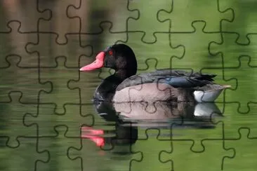Anatra beccorosso jigsaw puzzle