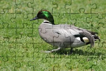 Anatra falcata jigsaw puzzle