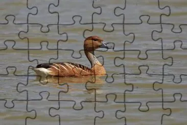 Anatra fischiatrice fulva jigsaw puzzle