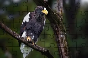 Aquila di mare di Steller jigsaw puzzle