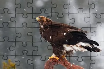Aquila reale jigsaw puzzle