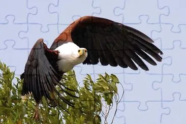 Aquila urlatrice jigsaw puzzle