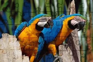 Ara ararauna jigsaw puzzle
