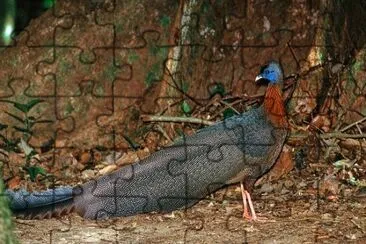 Argo del borneo jigsaw puzzle