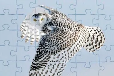 white owl jigsaw puzzle