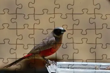 Astrilde guancenere jigsaw puzzle