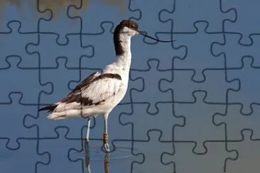 Avocetta jigsaw puzzle