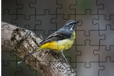 פאזל של 