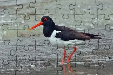 Beccacia di mare jigsaw puzzle