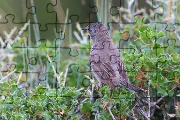 Bigia di ruppel jigsaw puzzle