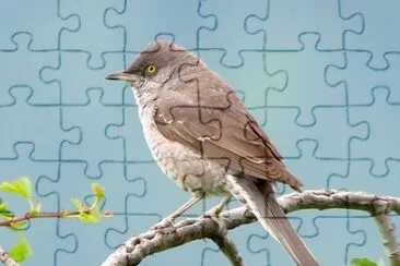 Bigia padovana jigsaw puzzle