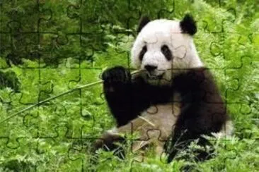ä¸­åœ‹ç†Šè²“