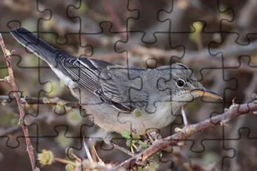Canapino levantino jigsaw puzzle