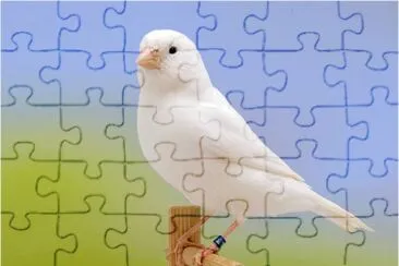 Canarino bianco jigsaw puzzle