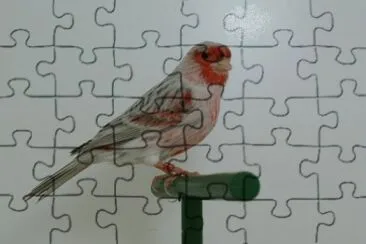 Canarino agata rosso pastello jigsaw puzzle