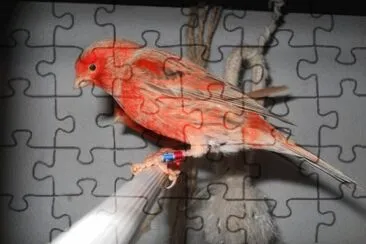 Canarino agata rosso brinato jigsaw puzzle