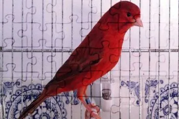 Canarino agata rosso intenso jigsaw puzzle