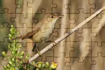Cannaiola verdognola jigsaw puzzle