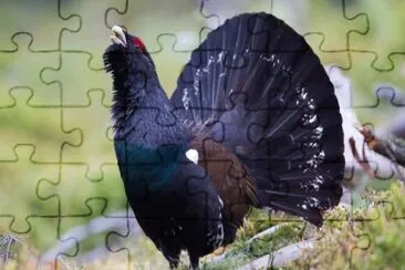 Capercaillie