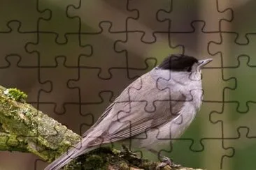 Capinera jigsaw puzzle
